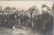 "FEATHERBED" - CHESTER CUP WINNER 1906