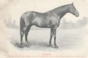 "ISINGLASS" - DERBY WINNER 1893