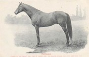 PERSIMMON - DERBY WINNER 1896