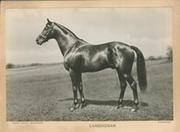 CAMERONIAN (DERBY WINNER 1931) HORSE RACING PHOTOGRAPH 