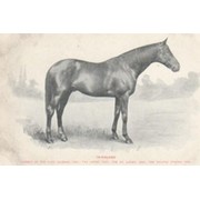 "ISINGLASS" - DERBY WINNER 1893