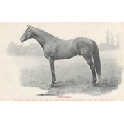 PERSIMMON - DERBY WINNER 1896