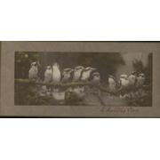 AN AUSTRALIAN ELEVEN