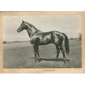 CAMERONIAN (DERBY WINNER 1931) HORSE RACING PHOTOGRAPH 